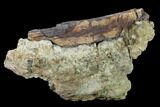 Dinosaur Rib Bone Section In Rock - South Dakota #145894-2